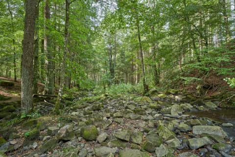 Gemeinde Waldkirchen Landkreis Freyung-Grafenau Saußbachklamm (Dirschl Johann) Deutschland FRG